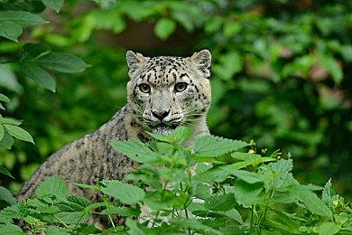 传任天堂将在2月21日公布另一款《星之卡比》新作